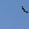 Common Nighthawk
